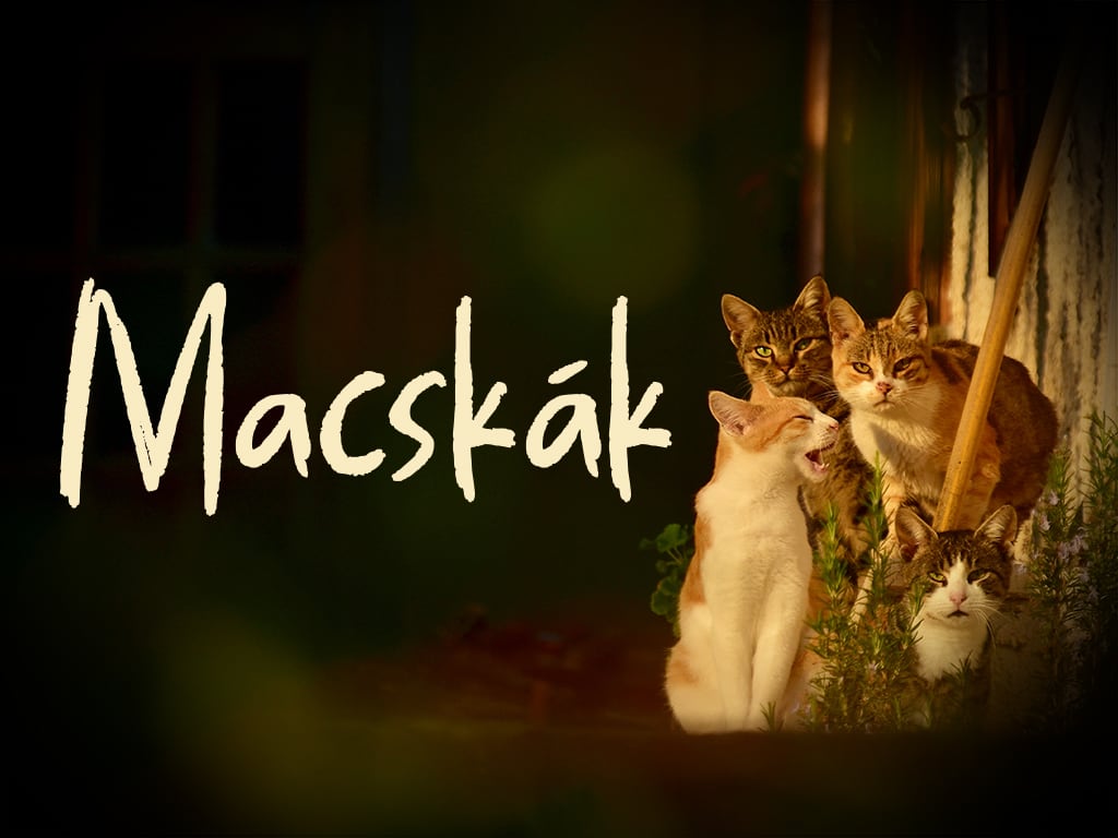 Macskák (Illusztráció: unsplash.com)